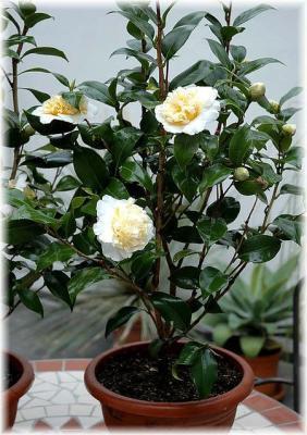 Камелия Brushfields yellow, Гор19, Выс80 в интернет гипермаркете «Планета Лета». Фото