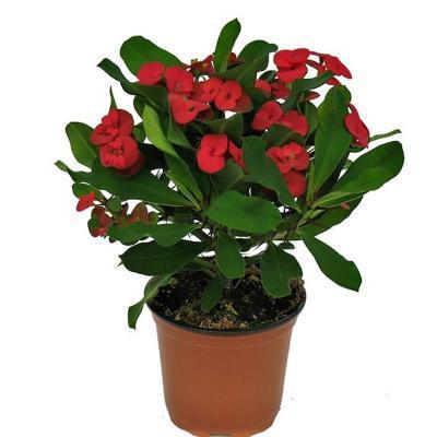 Молочай, Гор11 М в интернет гипермаркете «Планета Лета». Фото