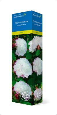 Роза канадская парковая Луиза Багнет П в интернет гипермаркете «Планета Лета». Фото