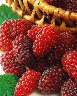 Малина (ремонтантная) Атлант П в интернет гипермаркете «Планета Лета». Фото