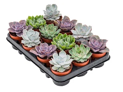 Эчеверия color, Гор10, Выс20 в интернет гипермаркете «Планета Лета». Фото