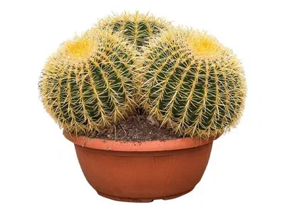 Эхинокактус Grusoni 3 pp, Гор40, Выс40 в интернет гипермаркете «Планета Лета». Фото