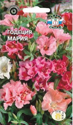 Годеция Мария крупноцветковая, махровая смесь в интернет гипермаркете «Планета Лета». Фото