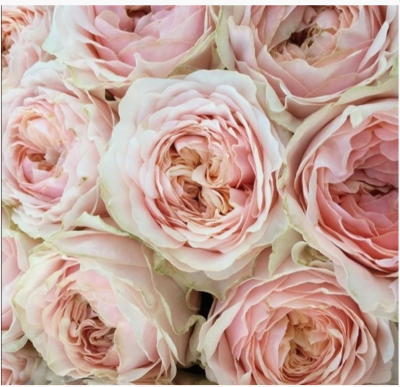 Роза чайно-гибрид Викториан Дрим ОКС в интернет гипермаркете «Планета Лета». Фото