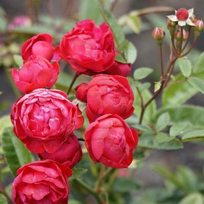 Роза миниатюрная Руд Морсдаг П в интернет гипермаркете «Планета Лета». Фото