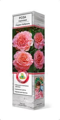 Роза парковая Лоран Каброль/ЦКор П в интернет гипермаркете «Планета Лета». Фото