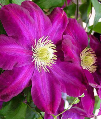 Клематис крупноцветковый Хоши-но-Фламенко/ЦКор в интернет гипермаркете «Планета Лета». Фото