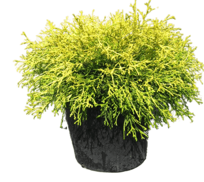 Кипарисовик Л.Golden Mop, Гор17, Выс25 в интернет гипермаркете «Планета Лета». Фото