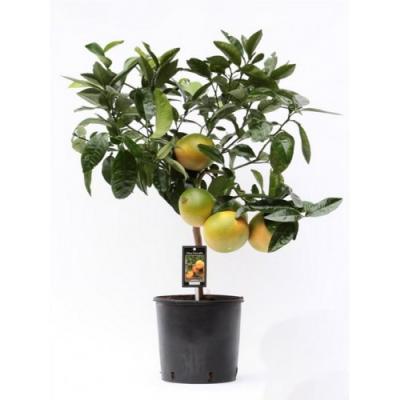 Цитрофортунелла Graipfrut, Гор22, Выс90 в интернет гипермаркете «Планета Лета». Фото