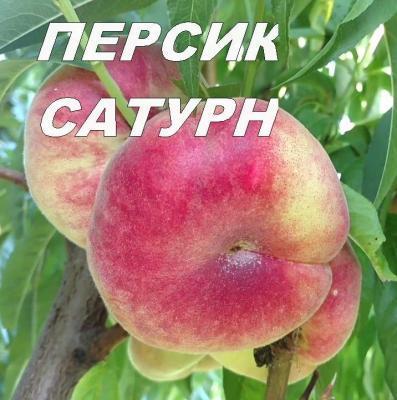 Персик инжирный Сатурн 2-летка С4 Выс120 в интернет гипермаркете «Планета Лета». Фото