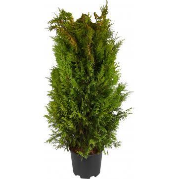 Кипарисовик Л.Ivonne, Гор13, Выс25-35 Б в интернет гипермаркете «Планета Лета». Фото