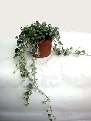 Дихондра, Гор10, Выс12 в интернет гипермаркете «Планета Лета». Фото