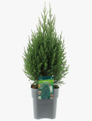 Можжевел.китайс.Stricta ф. шар, Гор29, Выс65 в интернет гипермаркете «Планета Лета». Фото