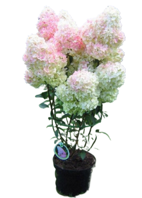 Гортензия метельчатая Pinky Winky, Гор19, Выс40-60 М в интернет гипермаркете «Планета Лета». Фото