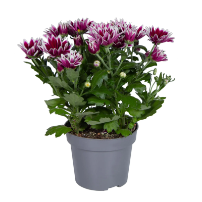 Хризантема гибрид.микс, Гор12, Выс27 в интернет гипермаркете «Планета Лета». Фото