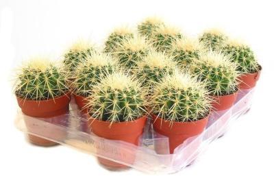 Эхинокактус Grusoni, Гор8, Выс15, уц1 в интернет гипермаркете «Планета Лета». Фото