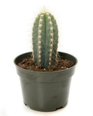 Кактус Cereus, Гор10, Выс20 в интернет гипермаркете «Планета Лета». Фото