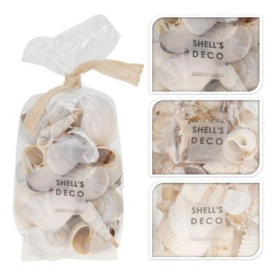 Ракушки морские лакированные D22888030 в интернет гипермаркете «Планета Лета». Фото