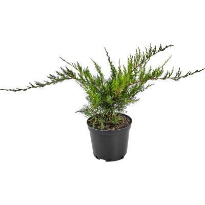 Можжевел.средн.Пфитцериана Минт Джулеп, Гор19, Выс20-30 КТ в интернет гипермаркете «Планета Лета». Фото