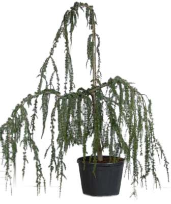 Кедр атласский Glauca pendula, Гор95, Выс270 И в интернет гипермаркете «Планета Лета». Фото