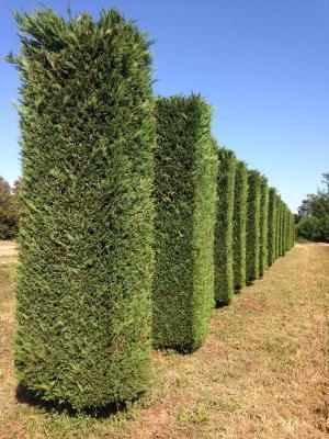 Купрессоципарис LEYL.C.W.GOLD цилиндр, Гор40, Выс160 в интернет гипермаркете «Планета Лета». Фото