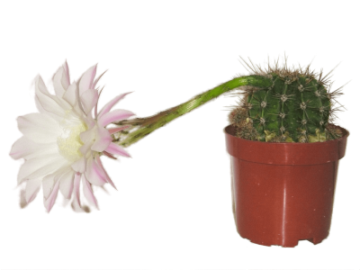 Эхинопсис Oxygona, Гор11, Выс15 в интернет гипермаркете «Планета Лета». Фото