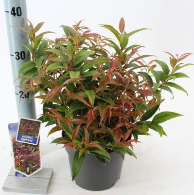 Леукотоэ Burning Love, Гор21, Выс30 в интернет гипермаркете «Планета Лета». Фото