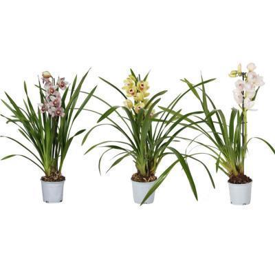 Цимбидиум Midi 1 pp, Гор14, Выс80 в интернет гипермаркете «Планета Лета». Фото