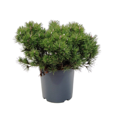 Сосна горная Mops, Гор38, Выс60 в интернет гипермаркете «Планета Лета». Фото