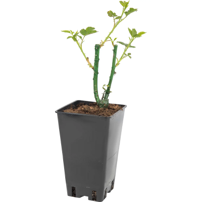 Роза бордюрная Фейри Тейл С2 в интернет гипермаркете «Планета Лета». Фото