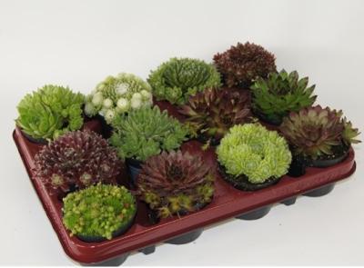 Молодило, Гор9, Выс12 в интернет гипермаркете «Планета Лета». Фото