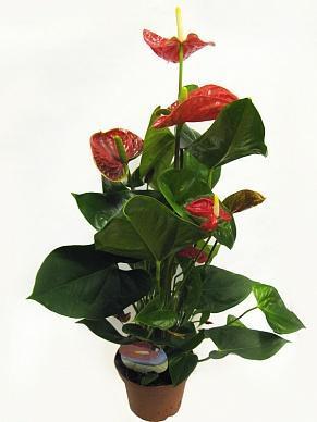 Антуриум Madural, Гор17, Выс55 в интернет гипермаркете «Планета Лета». Фото