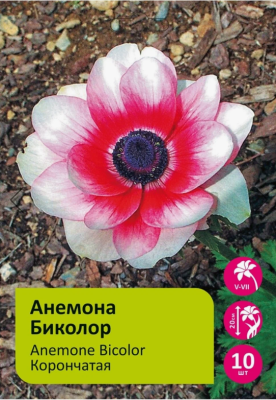 STA Анемона Bicolor (x15) в интернет гипермаркете «Планета Лета». Фото