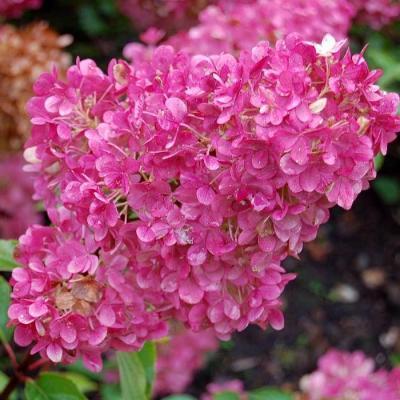 Гортензия метельчатая Сандеа Фрейз (туба) П в интернет гипермаркете «Планета Лета». Фото