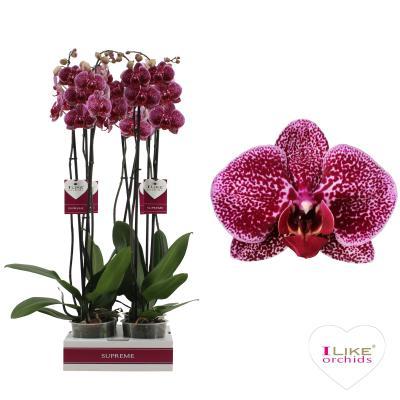 Фаленопсис 2 pp Jaguar, Гор12, Выс70 в интернет гипермаркете «Планета Лета». Фото