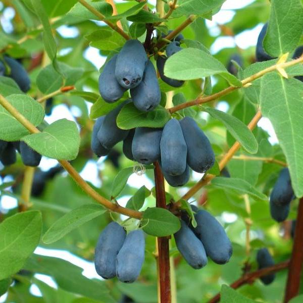 Жимолость плодовая Сластена С3 Выс50 в интернет гипермаркете «Планета Лета». Фото