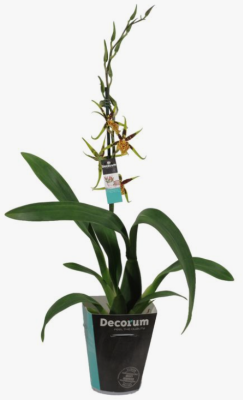 Орхидея Cambria Mystic Maze, Гор12, Выс65 в интернет гипермаркете «Планета Лета». Фото