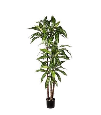 Драцена Джанет Крейг зелёная 125 см 3 ствола 2/2 в интернет гипермаркете «Планета Лета». Фото