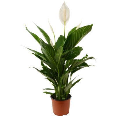 Спатифиллум Cupido, Гор30, Выс80 в интернет гипермаркете «Планета Лета». Фото
