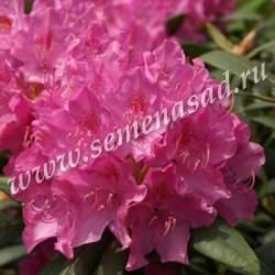 Рододендрон катевбинский Розеум Элеганс П в интернет гипермаркете «Планета Лета». Фото