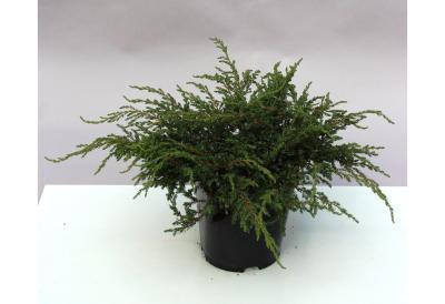 Можжевел.обыкн.Repanda, Гор25, Выс30-40 в интернет гипермаркете «Планета Лета». Фото