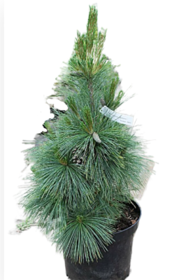 Сосна шверин Wiethorst, Гор60, Выс120 в интернет гипермаркете «Планета Лета». Фото