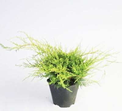 Можжевел.средн.Goldfern, Гор35, Выс50 в интернет гипермаркете «Планета Лета». Фото