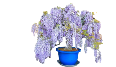 Глициния китайская, Гор12, Выс60 в интернет гипермаркете «Планета Лета». Фото