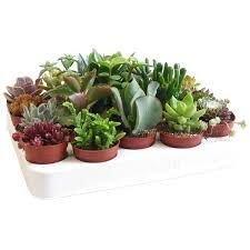Суккуленты Trio микс, Гор12 М в интернет гипермаркете «Планета Лета». Фото