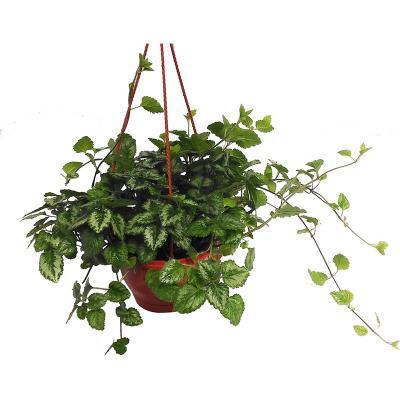 Плектрантус шоколадный подвес, Гор20 М в интернет гипермаркете «Планета Лета». Фото