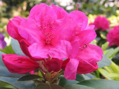 Рододендрон гибрид.Anna Rose Whitney, Гор60, Выс120 И в интернет гипермаркете «Планета Лета». Фото