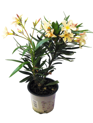 Олеандр, Гор13, Выс40 в интернет гипермаркете «Планета Лета». Фото