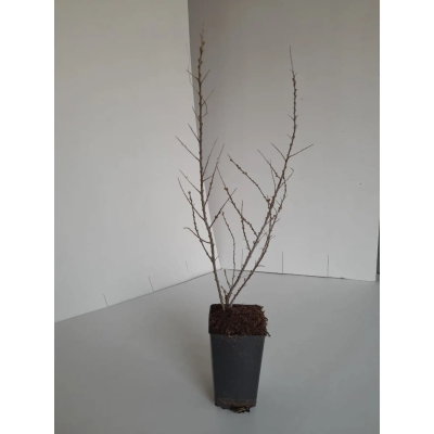 Облепиха Теньга 2-летка С2 Н40 в интернет гипермаркете «Планета Лета». Фото