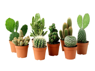 Кактус Mix, Гор19, Выс40 в интернет гипермаркете «Планета Лета». Фото